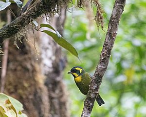 Gold-ringed Tanager in typical cloud forest habitat