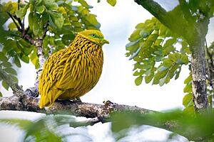 Golden Dove Male.jpg