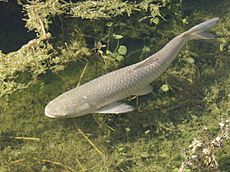 Grass carp fexx