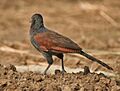 Greater Coucal (Centropus sinensis) - Immature at Hodal Iws IMG 1208