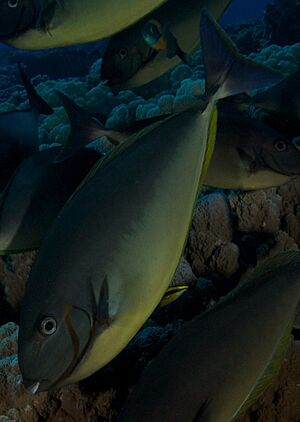 Grey Unicornfish with Hawaiian Cleaner Wrasse.jpg