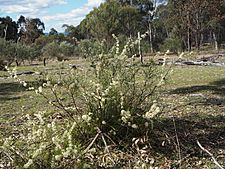 Hakea microcarpa (habit)