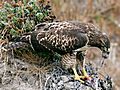 Hawk eating prey edit