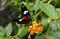 HeliconiusDorisLinnaeus