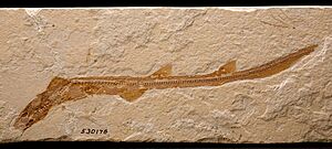Hemiscylliidae fossil