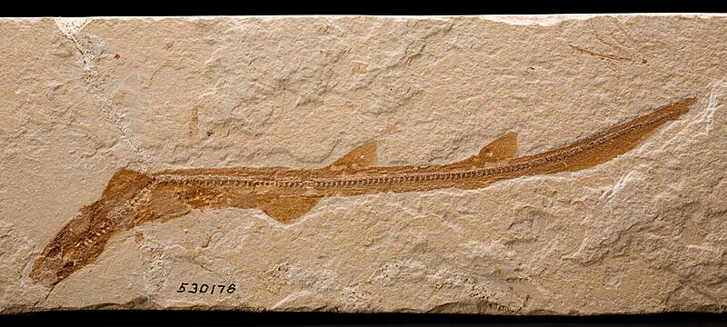 Hemiscylliidae fossil