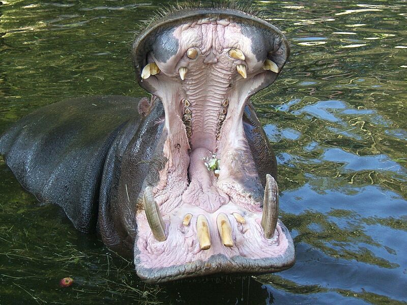 Hippo mouth