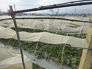 Hongta District - Beicheng - strawberry fields - P1350756