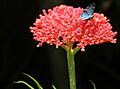 Jatropha multifida 3