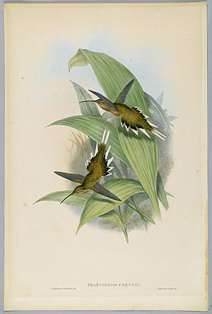 John Gould, Phaethornis Pretrei (hummingbird)