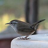 Jpt Wren 0755