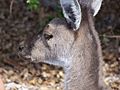 Kangaroo head closeup gnangarra