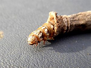 Liothula omnivora caterpillar