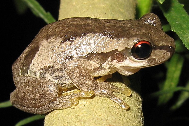 Litoria dentata2