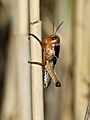 Locusta migratoria L4