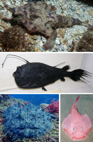 Lophiiformes Collage.png