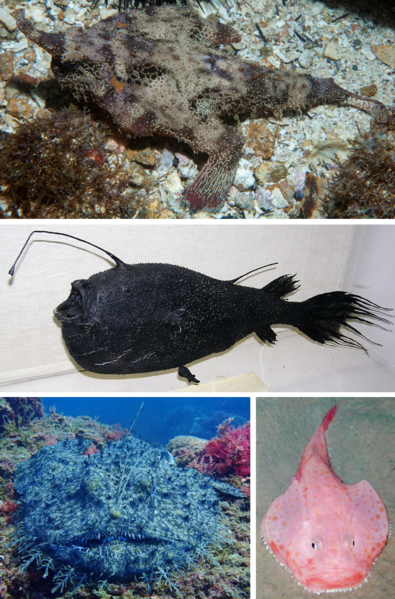 Lophiiformes Collage