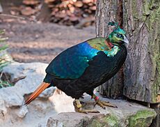 Lophophorus impejanus Zoo DU 2