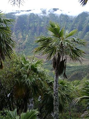 Loulu Palm (4438363269).jpg
