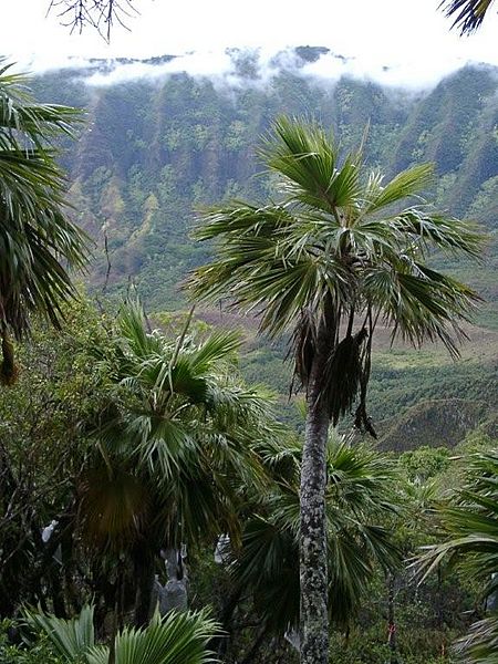 Loulu Palm (4438363269)