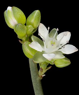 Macarthuria australis - Flickr - Kevin Thiele (1).jpg