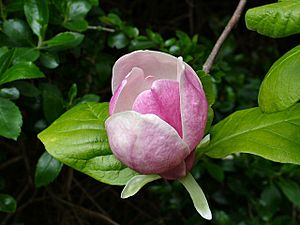 Magnolia × soulangeana blossom