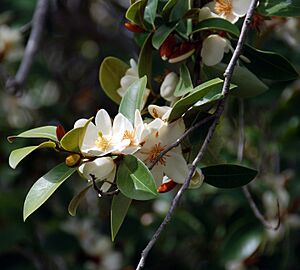 Magnolia laevifolia blooming