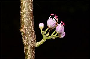 Melicope elleryana flower