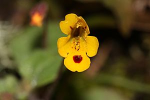 Mimulus alsinoides 2411.JPG