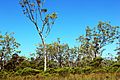 Mooloolah River National Park - panoramio