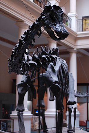 Museo de La Plata - Diplodocus carnegii (2).jpg