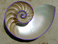 Nautilus Cutaway with Logarithmic Spiral