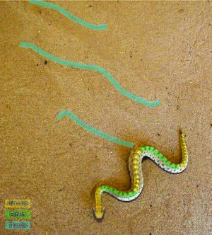 Neonate sidewinder sidewinding with tracks labeled