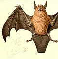 Noctilio albiventris albiventris 1847