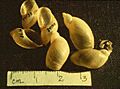 Novisuccinea chittenangoensis shell 4