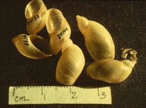 Novisuccinea chittenangoensis shell 4