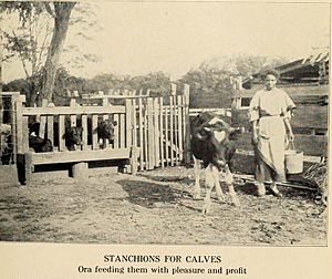 Oakhillcattlestanchions