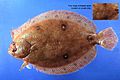 Ocellated flounder ( Ancylopsetta ommata ).jpg