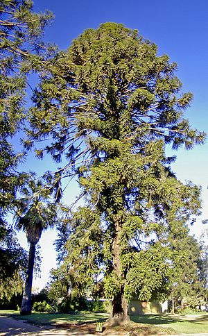 Old Araucaria bidwillii.jpg