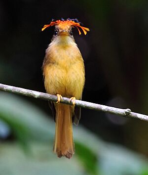 Onychorhynchus swainsoni - Atlantic Royal Flycatcher 01