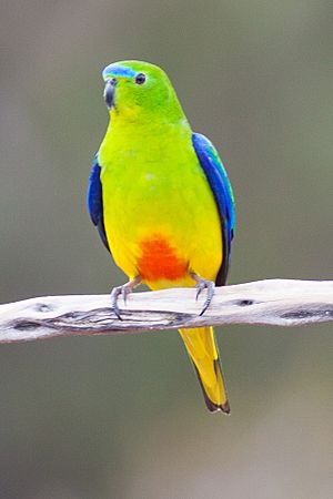 Orange-bellied Parrot (Neophema chrysogaster) (8079612553)