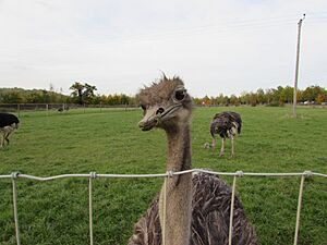 Ostrich in captivity