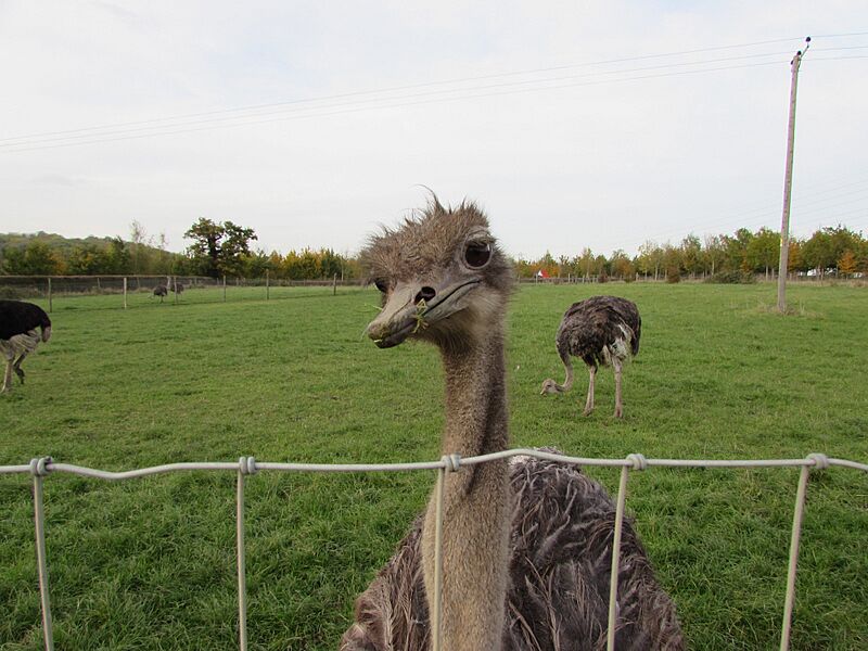 Ostrich in captivity
