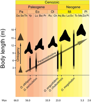 Otodus evolution.webp