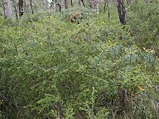 Persoonia acuminata (habit)