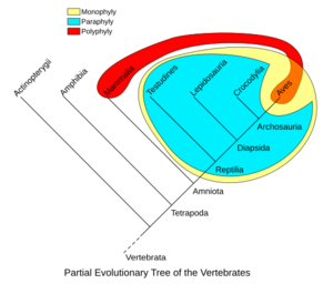 Phylogenetic-Groups-Rev