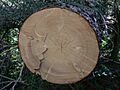Picea engelmannii 16786