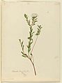 Pimelea linifolia