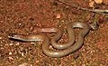 Pink-tailed Worm-lizard (Aprasia parapulchella) (9106385763)