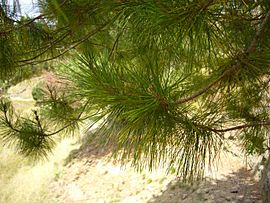 Pinus greggii 02